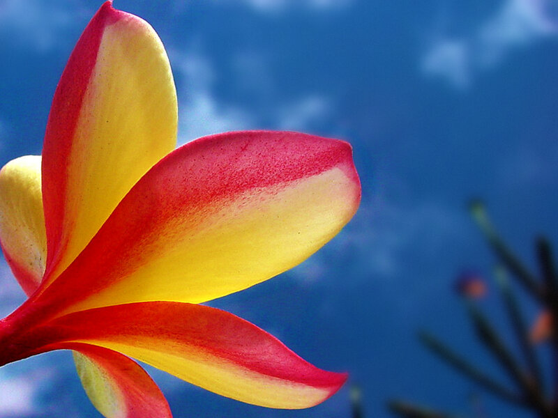 Red and Yellow Frangipani
