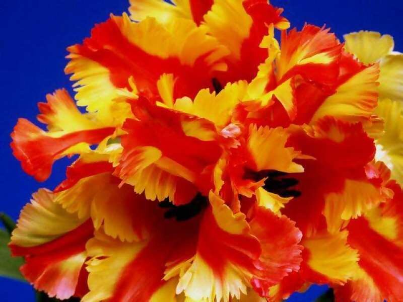 Red and yellow fringed tulip