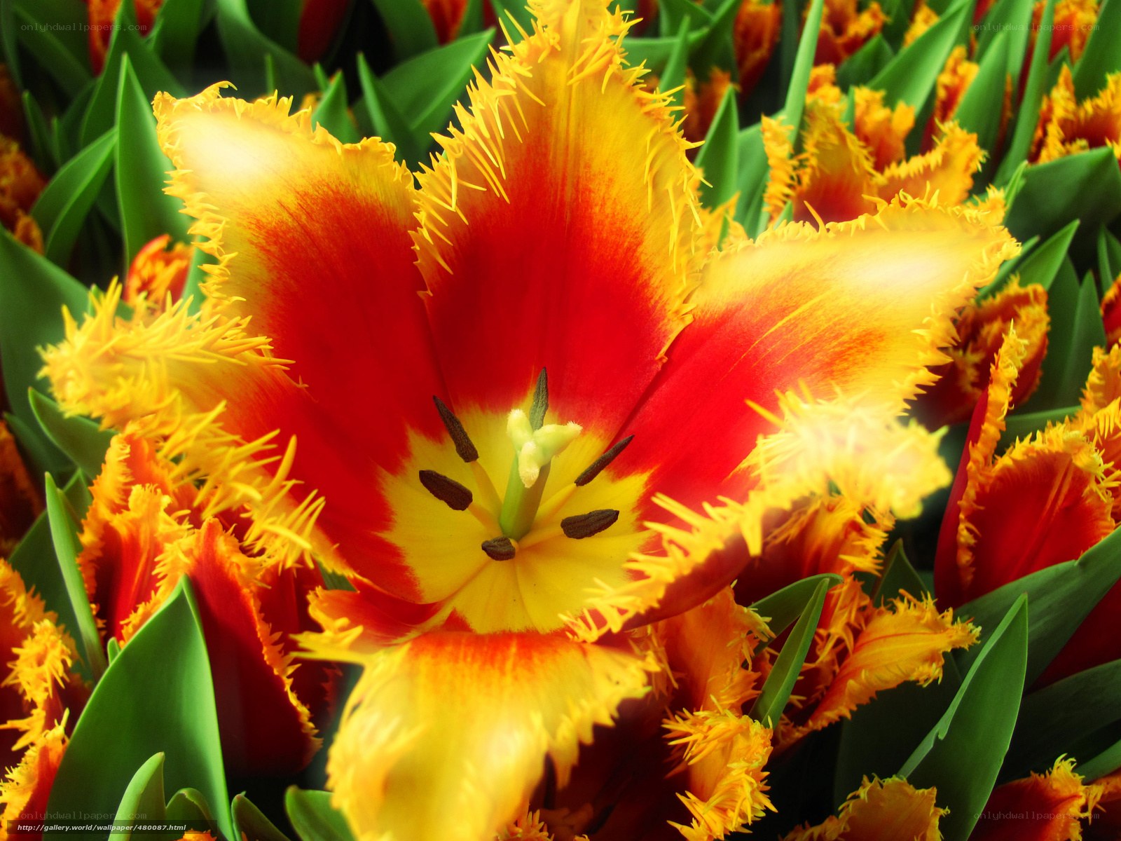 Red and yellow fringed tulip