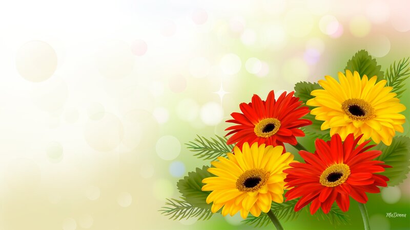 Red and Yellow Gerbera Daisies — Bright, Afternoon