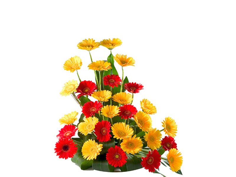Red and Yellow Gerbera Daisies — Bright