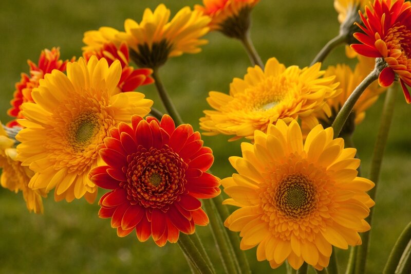 Red and Yellow Gerbera Daisies — Vibrant, Afternoon