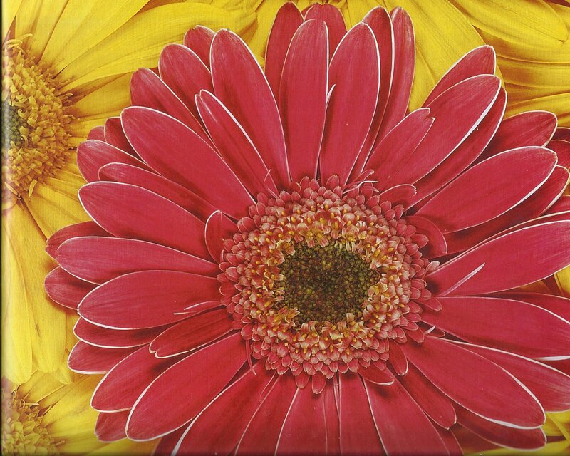 Red and Yellow Gerbera Daisies — Vibrant, Photograph