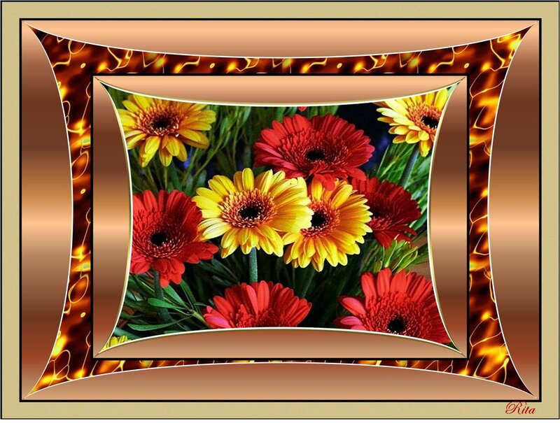 Red and Yellow Gerbera Daisies — Vibrant