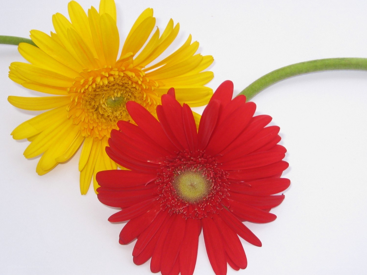 Red and yellow gerbera daisies