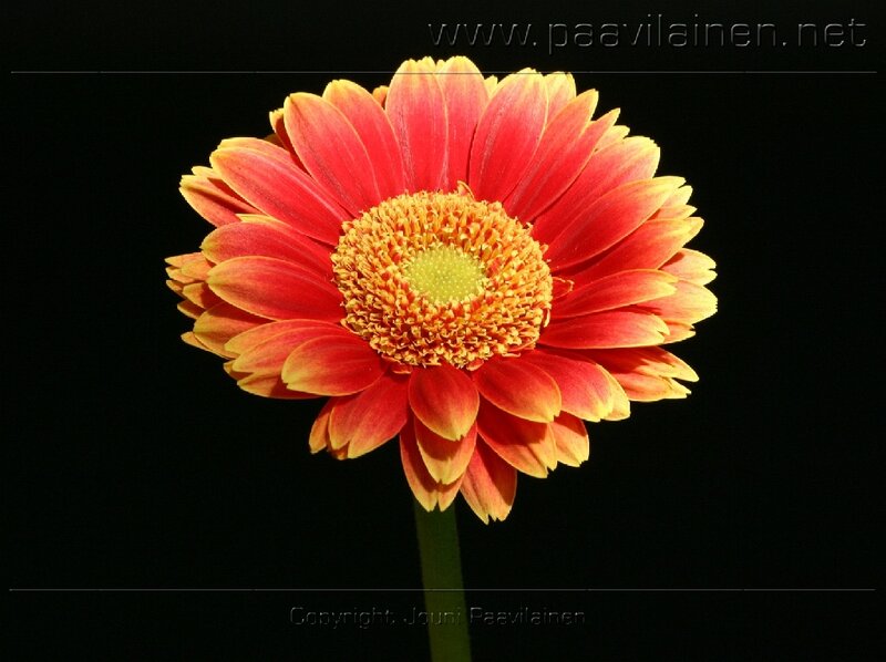 Red and Yellow Gerbera Daisy — Dramatic