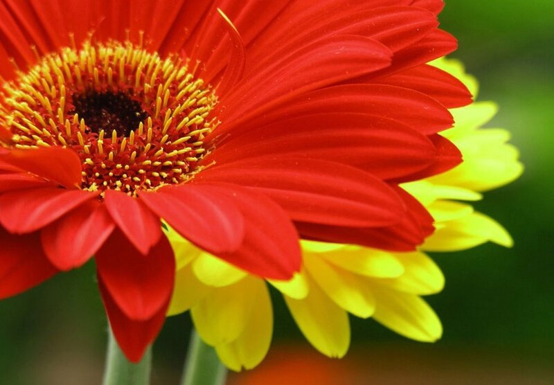 Red and Yellow Gerbera Daisy