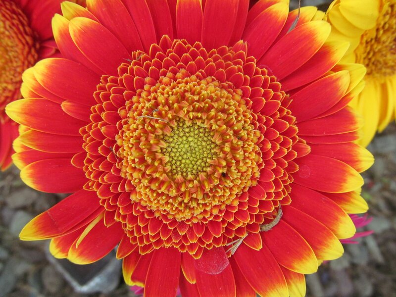 Red and Yellow Gerbera Daisy — Vibrant, Afternoon
