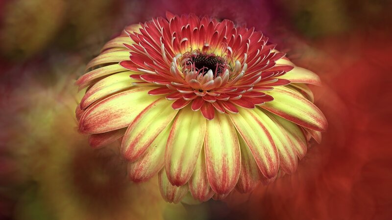 Red and Yellow Gerbera Daisy — Vibrant