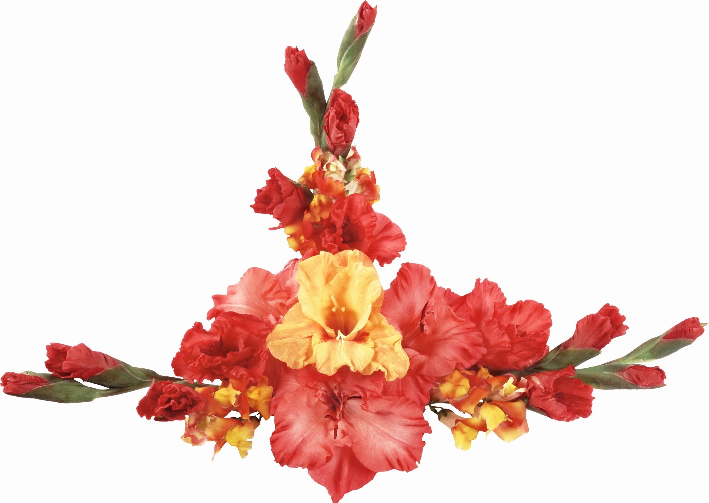red and yellow gladiolus flowers