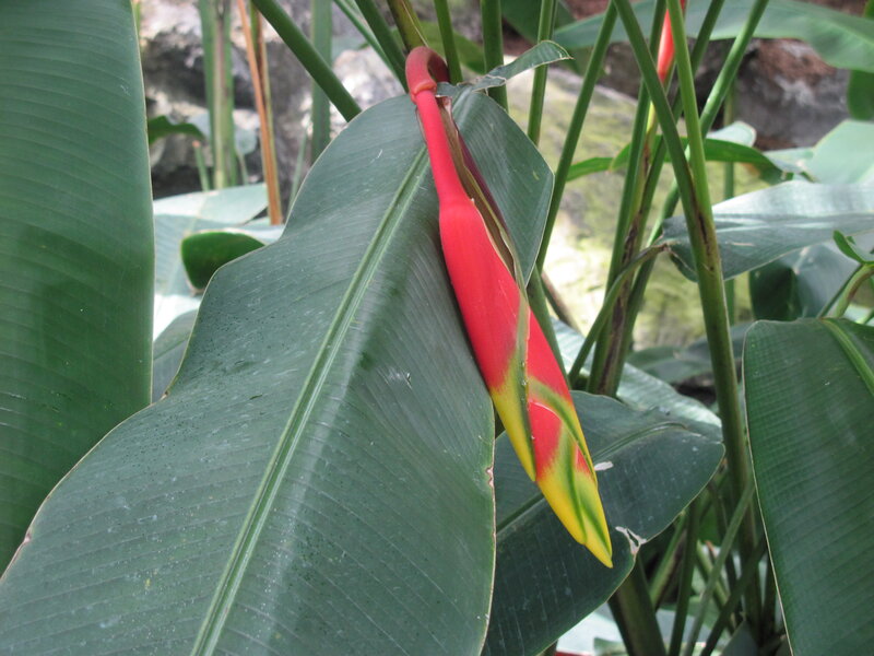 Red and Yellow Heliconia Flower — Green