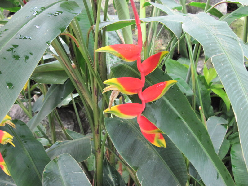 Red and Yellow Heliconia Flower — Natural, Photograph