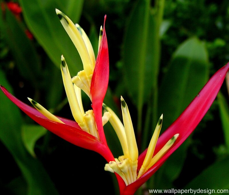 Red and Yellow Heliconia Flower — Natural