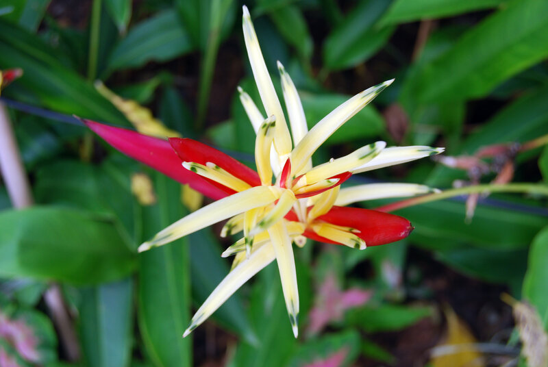 Red and Yellow Heliconia Flower
