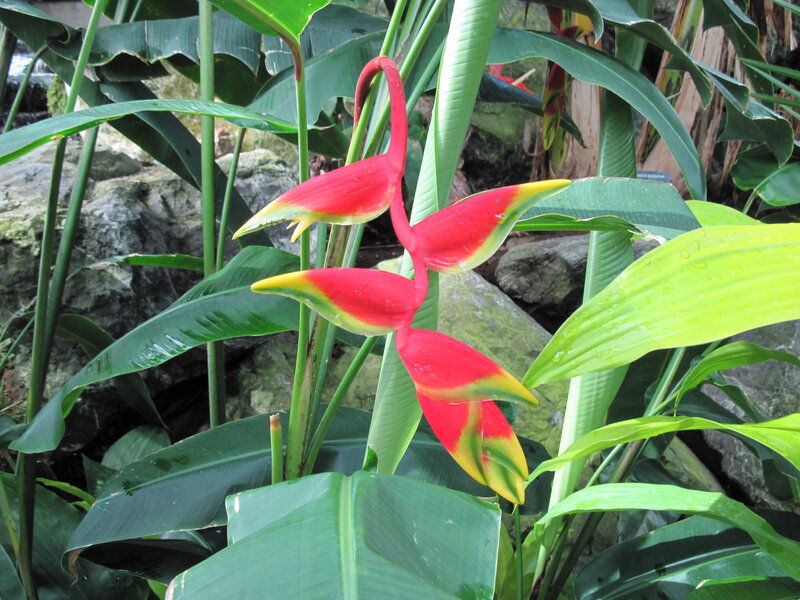 Red and Yellow Heliconia Flower — Tropical