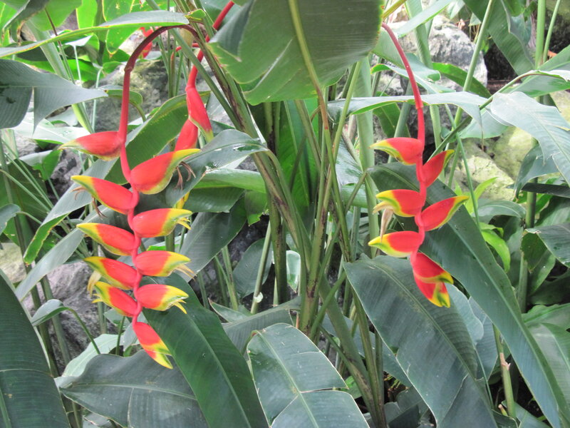 Red and Yellow Heliconia Flowers — Green