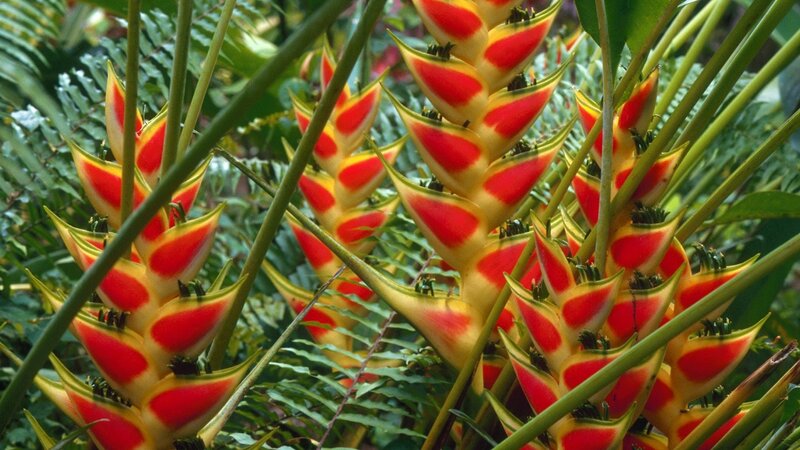 Red and Yellow Heliconia Flowers — Tropical, Photograph