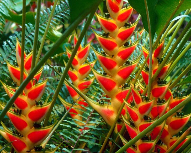 Red and Yellow Heliconia Flowers — Tropical