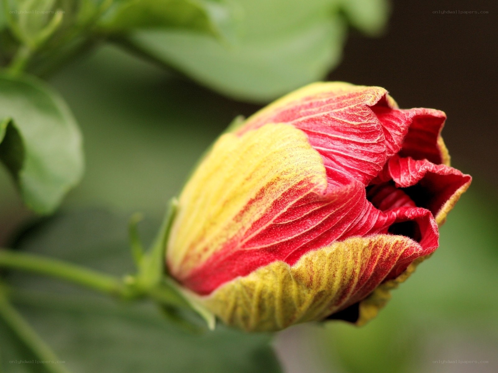 Red and yellow hibiscus bud