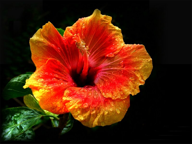 Red and Yellow Hibiscus Flower — Dramatic