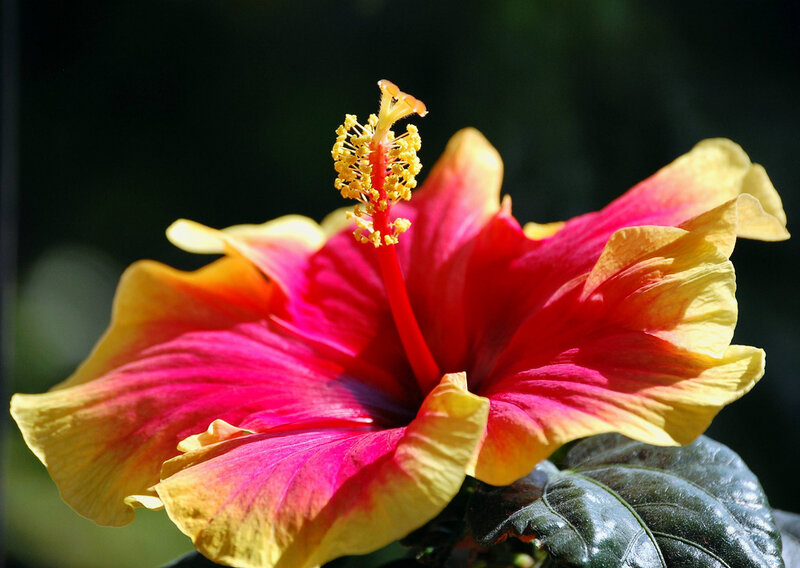 Red and Yellow Hibiscus Flower