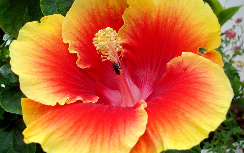 Red and Yellow Hibiscus Flower — Vibrant