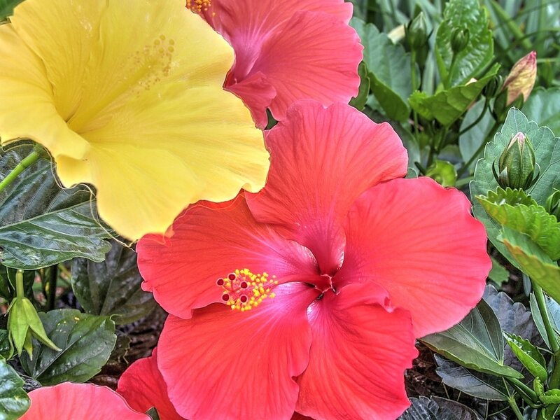 Red and Yellow Hibiscus Flowers