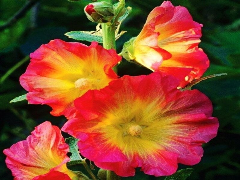 Red and Yellow Hollyhock Flowers