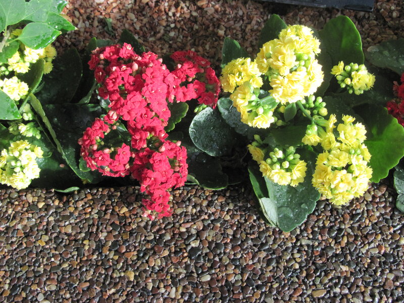 Red and Yellow Kalanchoe Plants