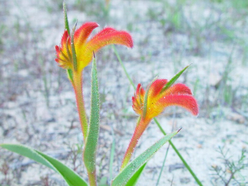 Red and Yellow Kangaroo Paw Flowers