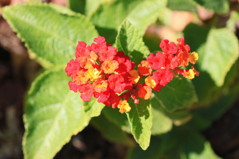 Red and Yellow Lantana Flowers