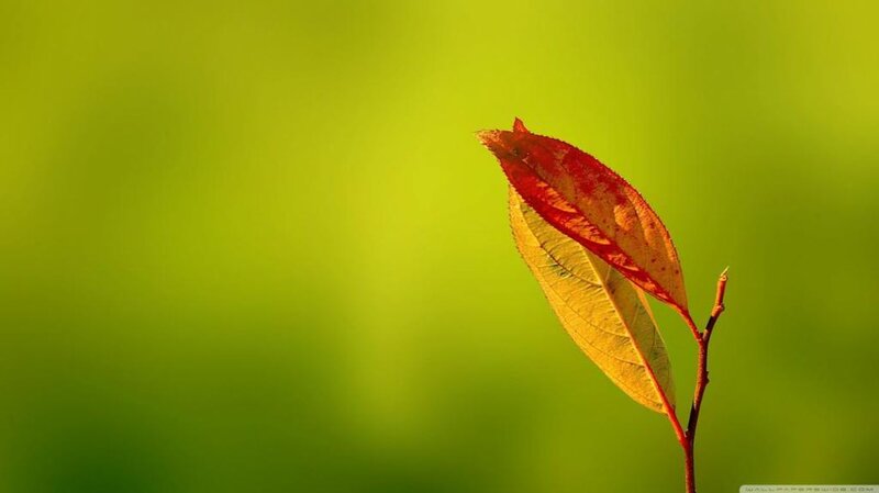 Red and Yellow Leaf — Green