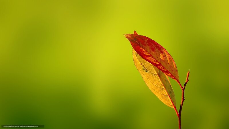 Red and Yellow Leaf