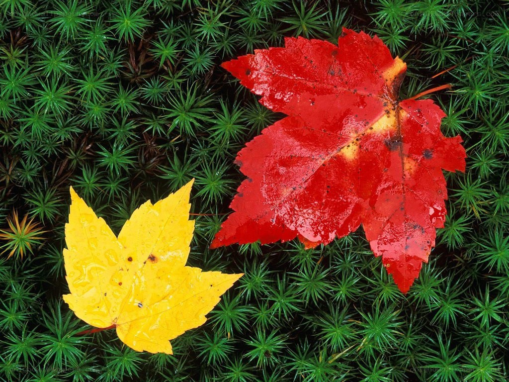 Red and yellow leaves on moss
