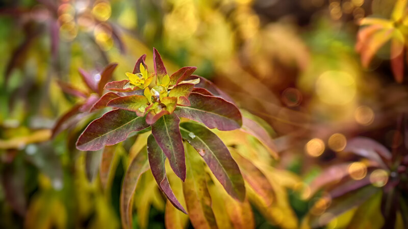 Red and Yellow Leaves — Serene, Autumn, Photograph, Flowers