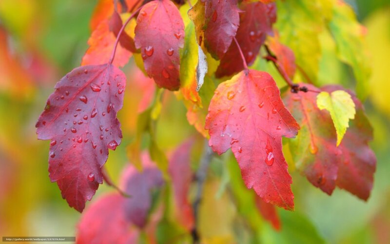 Red and Yellow Leaves — Serene, Autumn