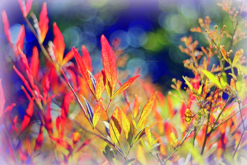 Red and Yellow Leaves — Vibrant, Autumn