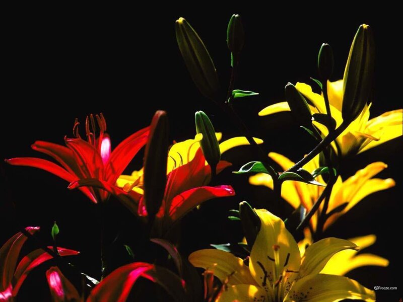 Red and Yellow Lilies — Dramatic
