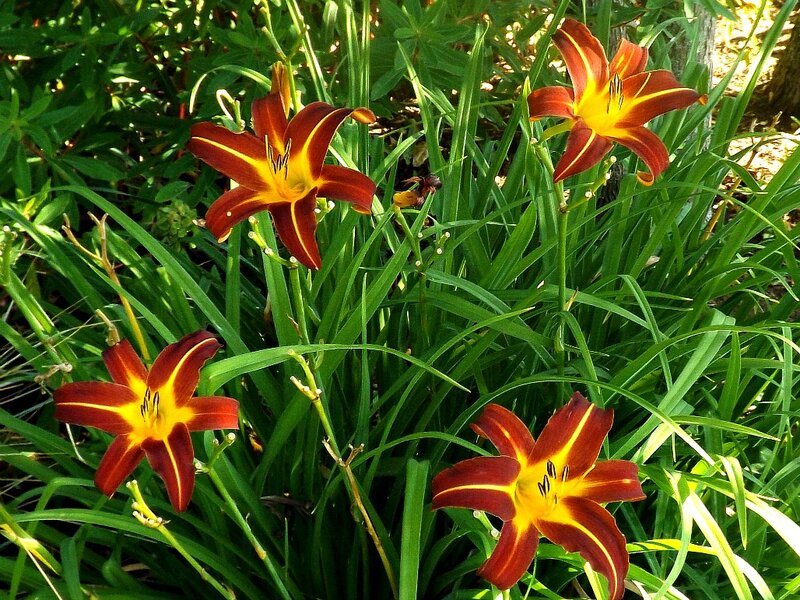 Red and Yellow Lilies — Green