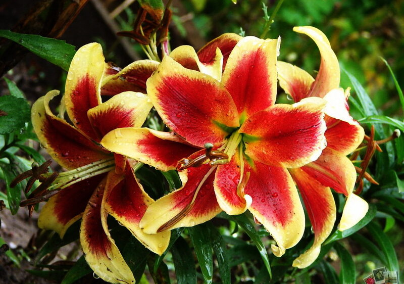Red and yellow lilies in rain