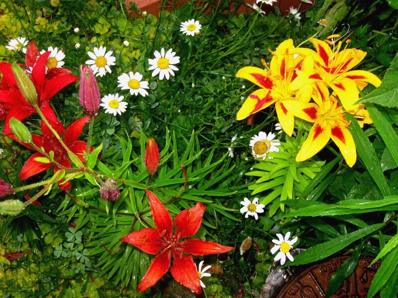 Red and Yellow Lilies — Natural, Spring