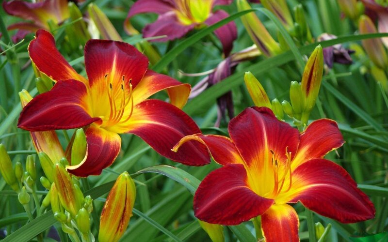 Red and Yellow Lilies — Natural, Summer