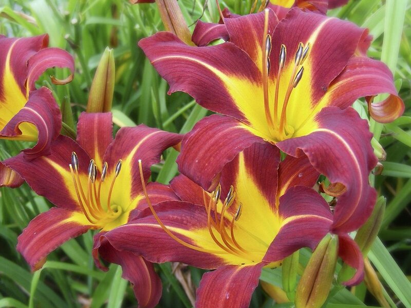 Red and Yellow Lilies — Natural