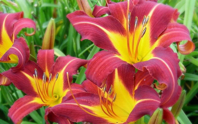 Red and Yellow Lilies