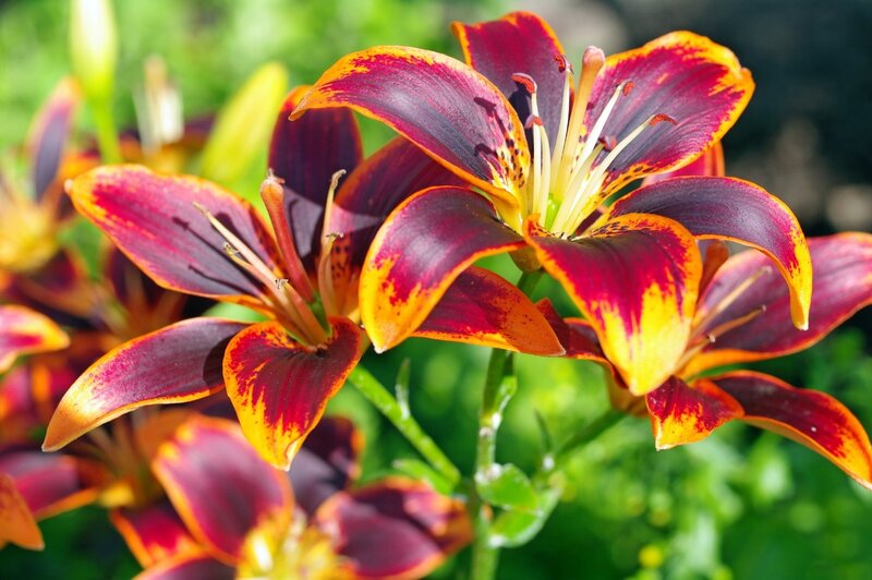 Red and Yellow Lilies — Vibrant