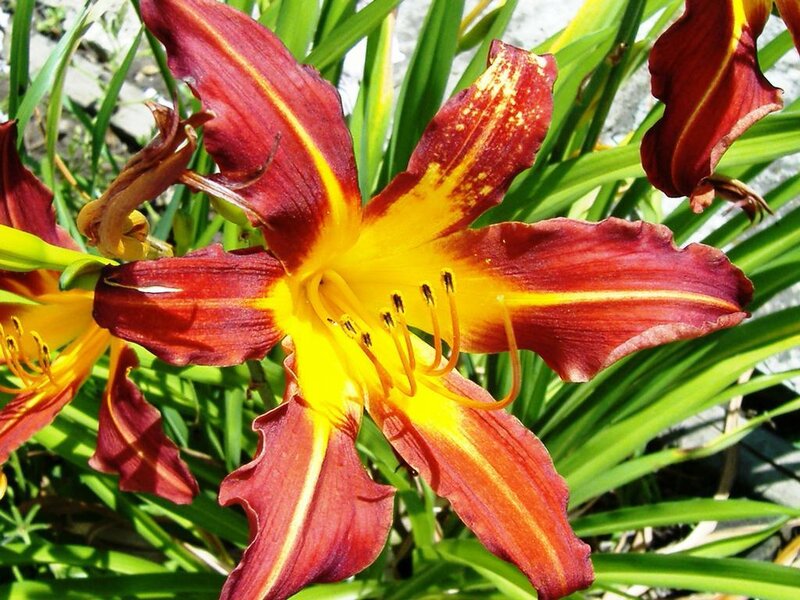 red and yellow lily flower
