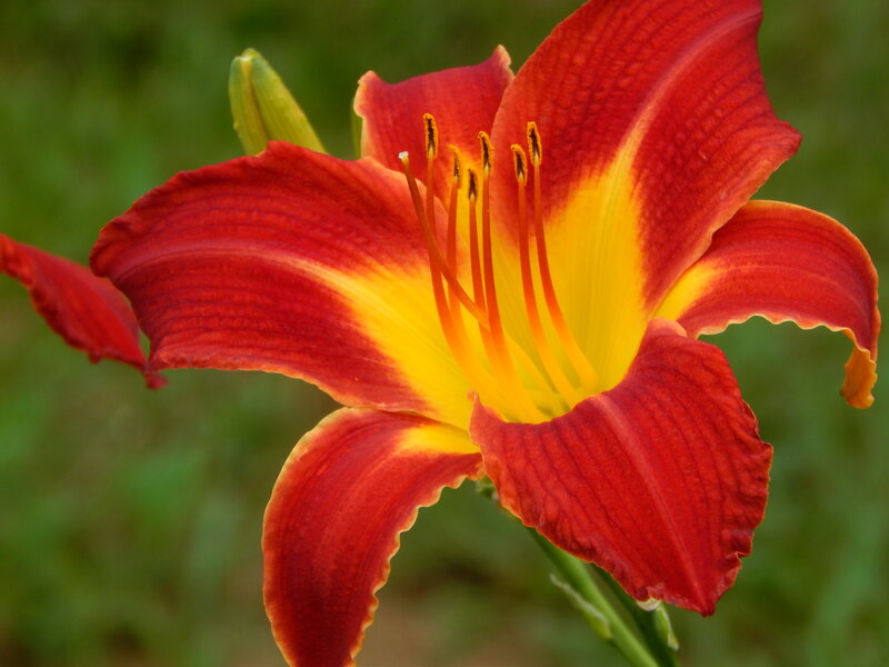 Red and Yellow Lily Flower — Calm, Afternoon, Photograph