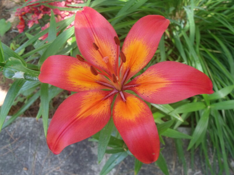 Red and Yellow Lily Flower — Calm, Afternoon