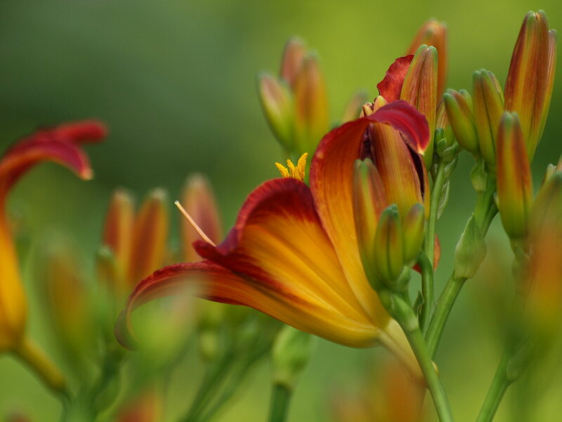 Red and Yellow Lily Flower — Calm
