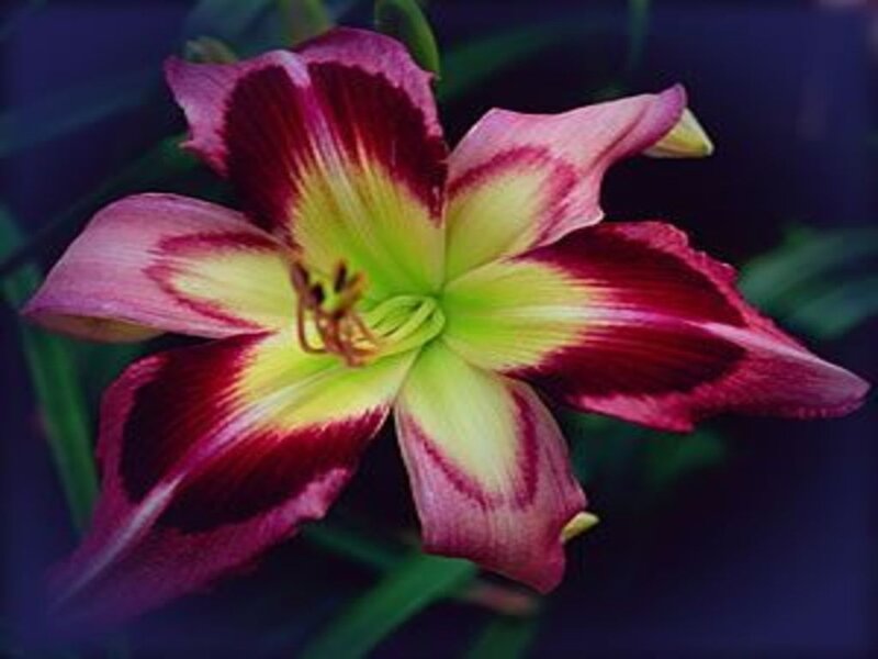 Red and Yellow Lily Flower — Dramatic, Photograph